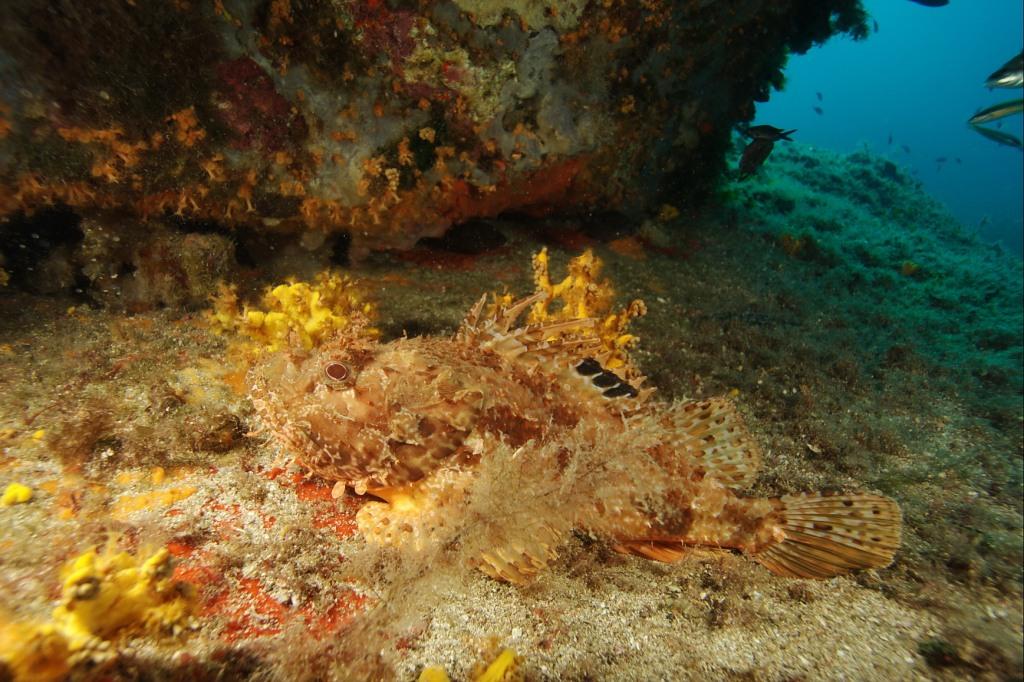 Scorpaena notata
